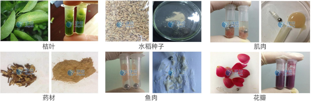 高通量組織研磨儀研磨效果圖