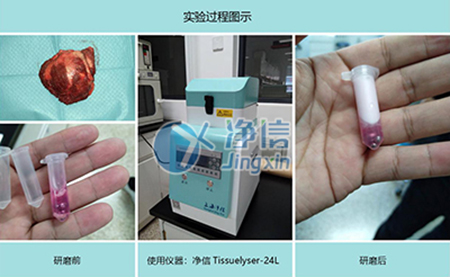 腫瘤組織研磨采用多樣品組織研磨機進行其實驗效果如何？