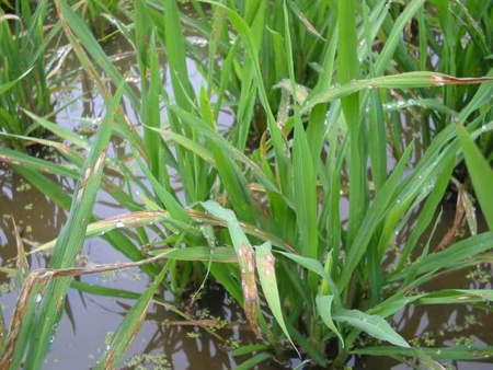 冷凍研磨設(shè)備能滿足水稻稻瘟病葉片的研磨需求嗎？